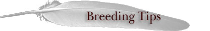 Breeding Tips